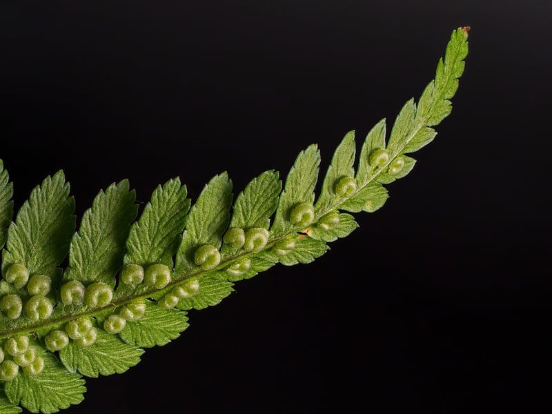Fern-filled arrangement