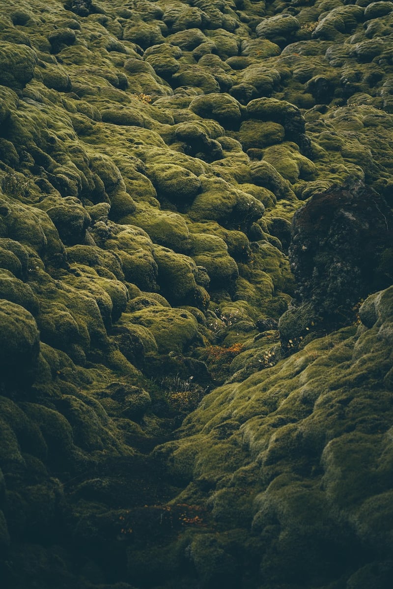 Mossy Centerpiece